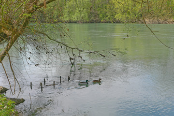 Deux canards sur la Marne, Gournay, France