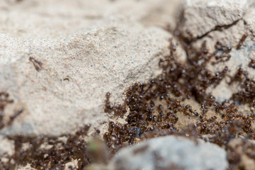 ants run to the anthill