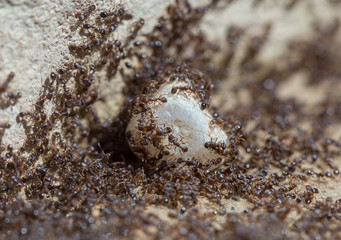 ants run to the anthill