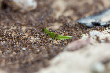 ants run to the anthill