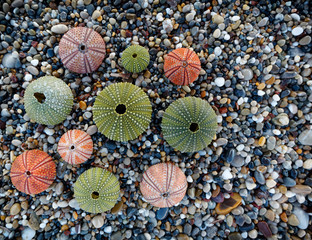 variety of colorful sea urchins on wet pebbles beach top view, filtered image