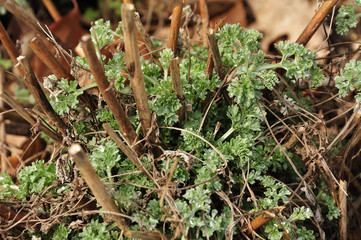 young fresh leaves of an absinthe wormwood