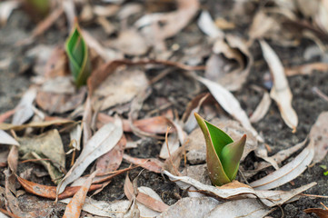 Young shoots of tulips on a flowerbed