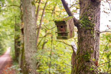 Okres lęgowy. Budka dla ptaków na drzewie w lesie