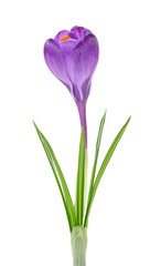 Crocus flower on a white background, close up.