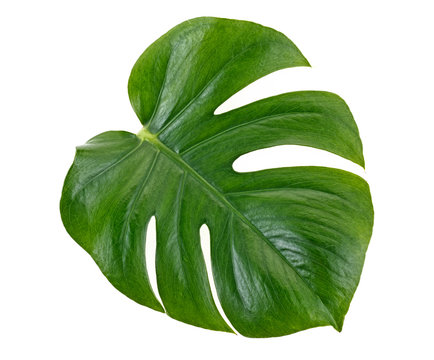 Green monstera tropical leaf on white background