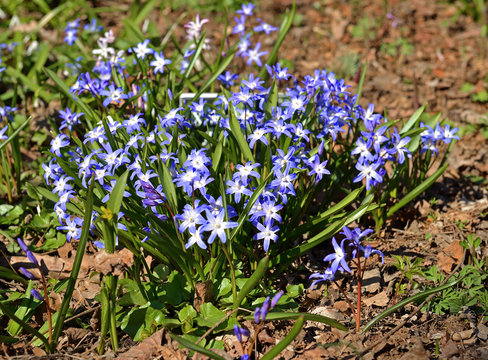 First spring flowers. Chionodoxa forbesii or Forbes' glory-of-the-snow, bulbous perennial