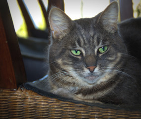 portrait en gros plan d'un chat aux yeux jaunes