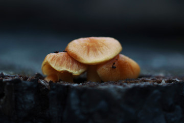 wild mushrooms on a tree