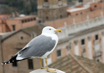 big seagull with yellow beak