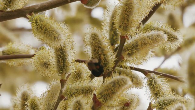 close-up of a bumblebee and a bee on a spring tree