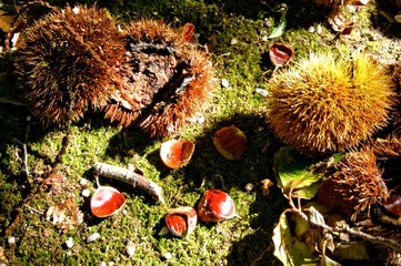 Autumn fruits in the garden