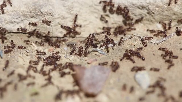 ants run to the anthill