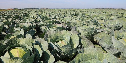 green cabbages in northern Europe in summer
