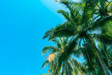 Fototapeta na wymiar Low angle shot of beautiful coconut palm tree on blue sky