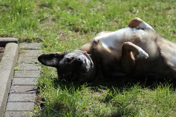 Fototapeta premium Dog on the back