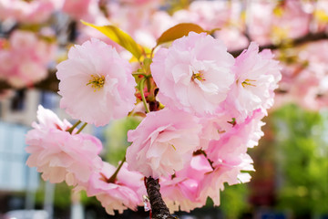 Lush pink inflorescence of sakura tree on sunny spring day. Cherry branch with flowers and small leaves. Nature and botany, trees with pink petals.