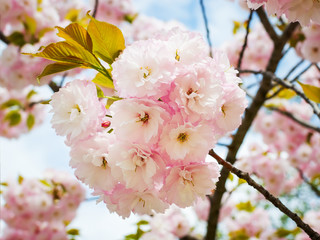 Lush pink inflorescence of sakura tree against a blue sky. Cherry branch with flowers and small leaves. Nature and botany, trees with pink petals.