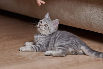 Small kitten on floor at home near sofa.