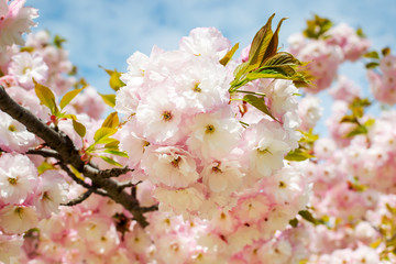 Blooming of pink sakura tree against a blue sky. Cherry branch with flowers and small leaves. Nature and botany, trees with pink petals.
