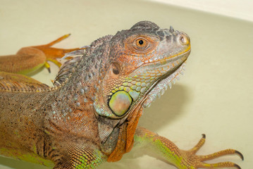 Portrait Green Iguana reptile of exotic pet that takes daily baths.