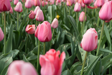 Pink City Tulips