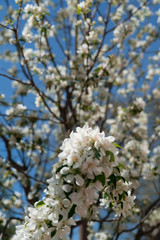 Spring Flowers