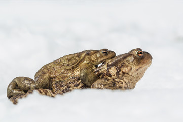 Questo &egrave; amore ?