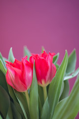 Wspaniały czerwony bukiet tulipanów