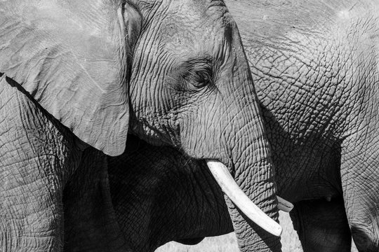 Close up of head of African elephant, photographed in monochrome at Knysna Elephant Park in the Garden Route, Western Cape,. South Africa