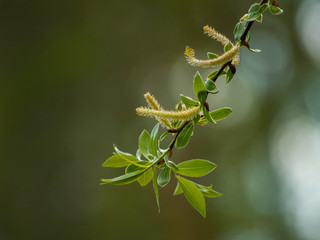 Catkins and sprouts of a tree in spring on a bokeh background