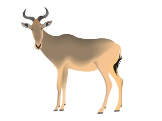 Cokes Hartebeest, Alcelaphus buselaphus cokii