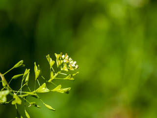 Shepherds purse flowers in spring with bokeh background