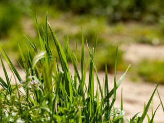 Green grass in spring with bokeh background