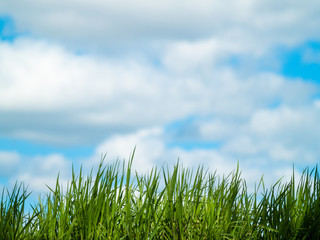 Fototapeta premium Green grass in spring with sky and clouds background