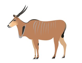 Common eland, Taurotragus oryx
