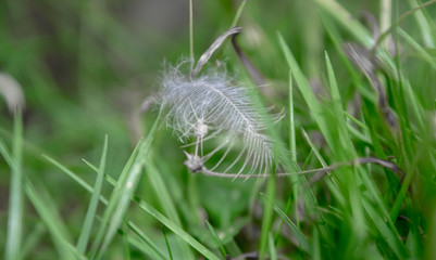 White little feather on green grass