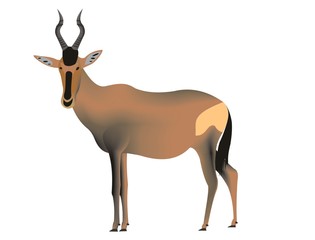 Red hartebeest, Alcelaphus buselaphus caama