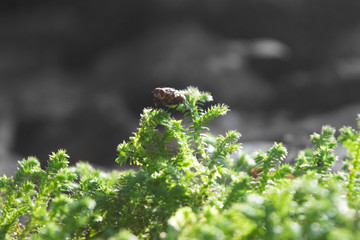 A fly on grass ready to fly away