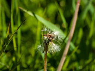 Dandelion seed (Taraxacum officinale) in spring in the grass