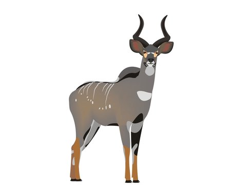 Mountain Nyala, Tragelaphus Buxtoni