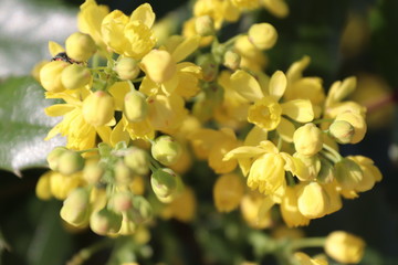 Gelbe Blüten