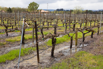 Fototapeta na wymiar Wet Vineyard After Spring Rain Storms Sonoma California