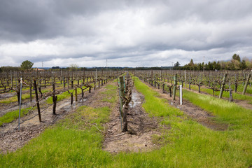 Wet Vineyard After Spring Rain Storms Sonoma California