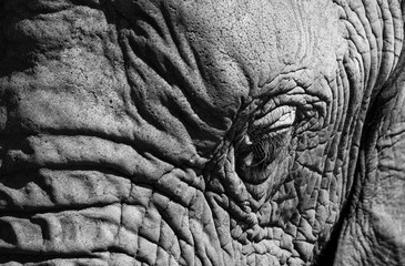 Close up of face of African elephant, photographed in monochrome at Knysna Elephant Park in the...