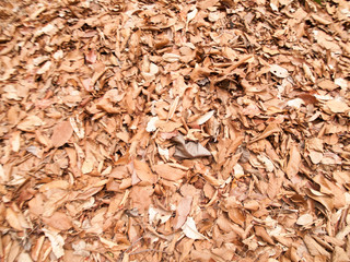 Texture of dry leaves use for backgrounds images