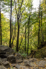 Green forest near town of Devin, Rhodope Mountains, Bulgaria