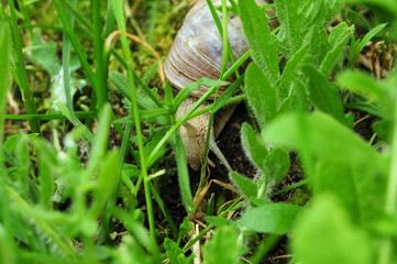 schnecke im gras