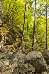 Green forest near town of Devin, Rhodope Mountains, Bulgaria
