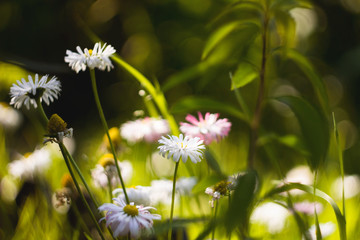 flowers in the garden